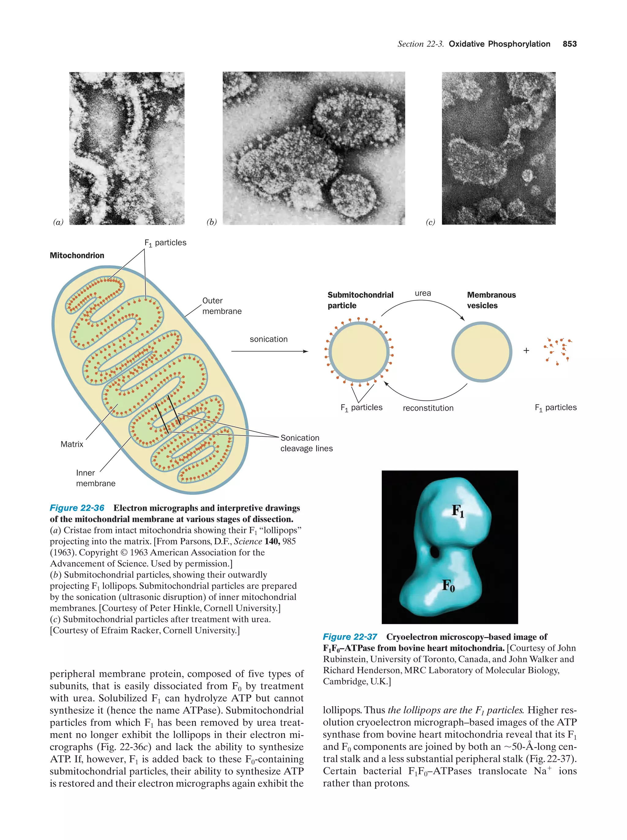 Biochemistry.4th.edition