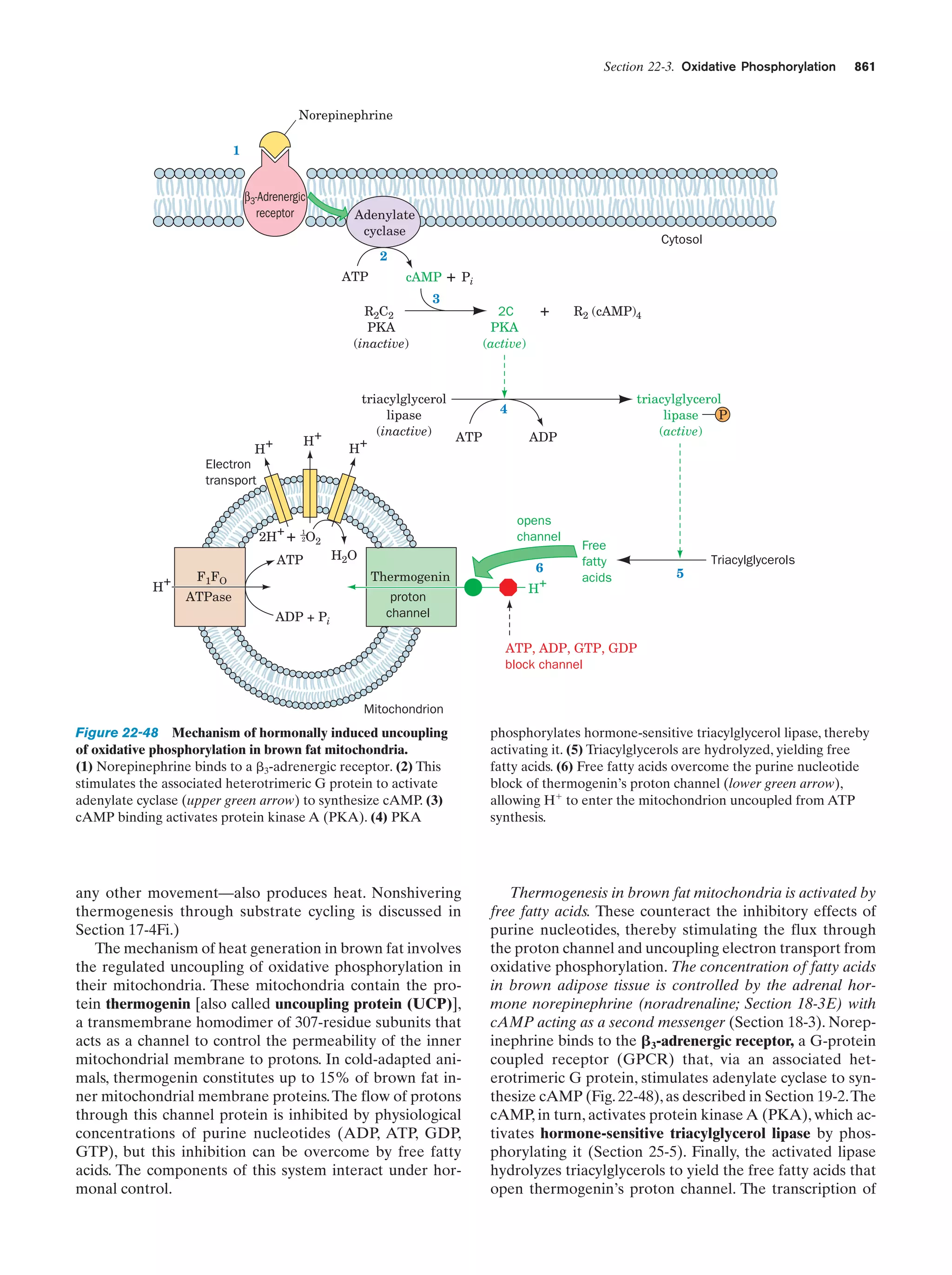Biochemistry.4th.edition