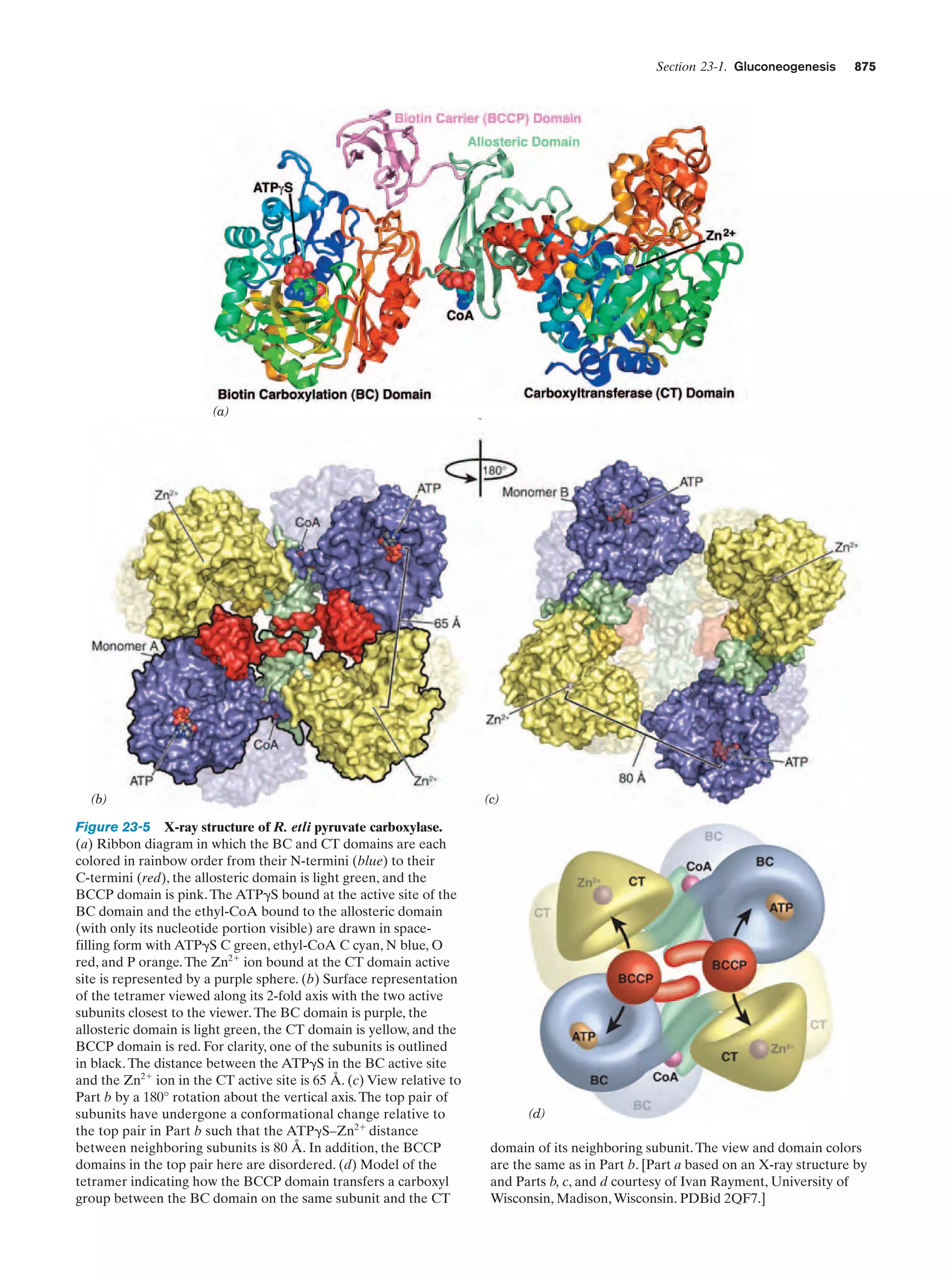 Biochemistry.4th.edition