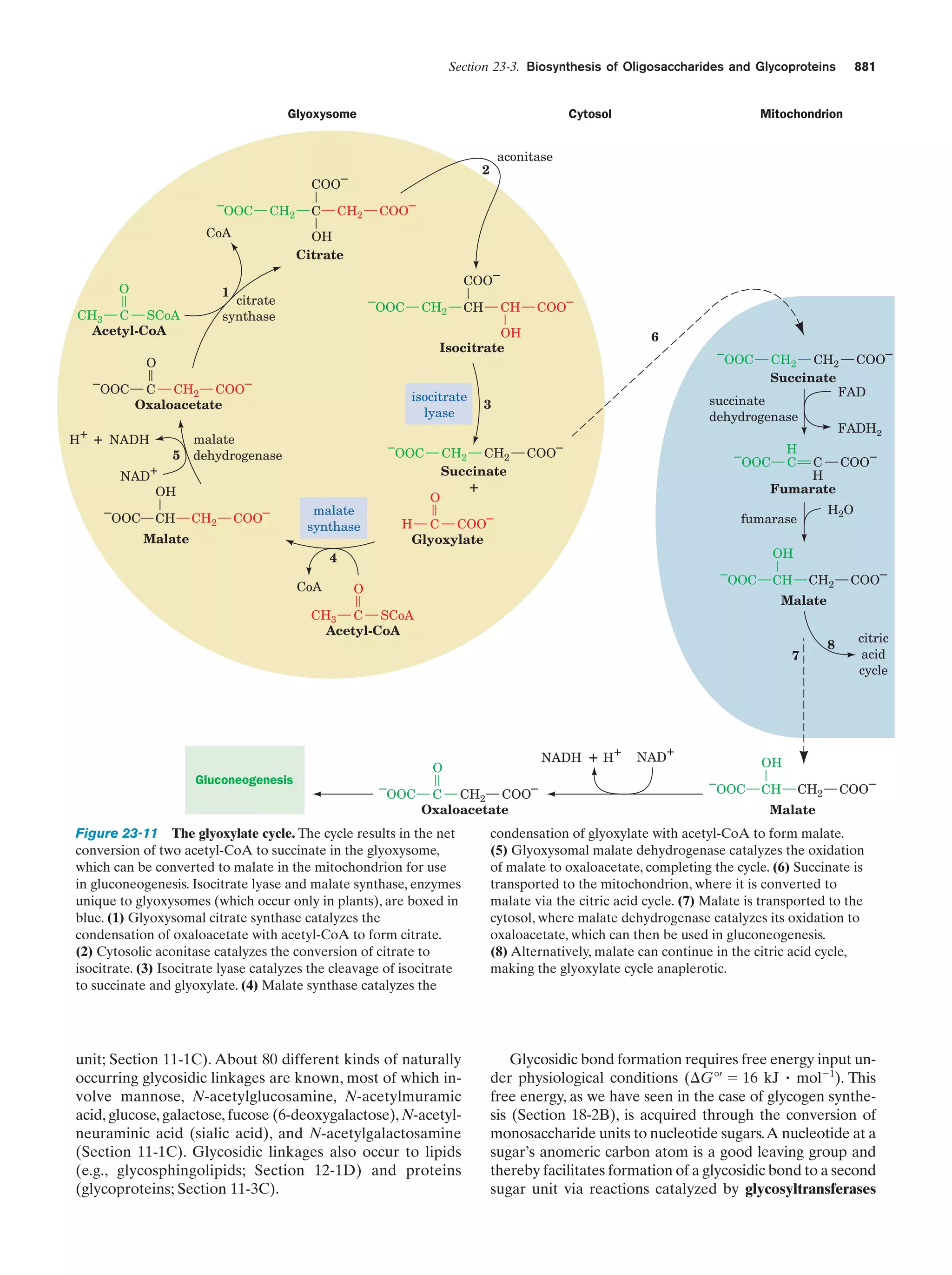 Biochemistry.4th.edition