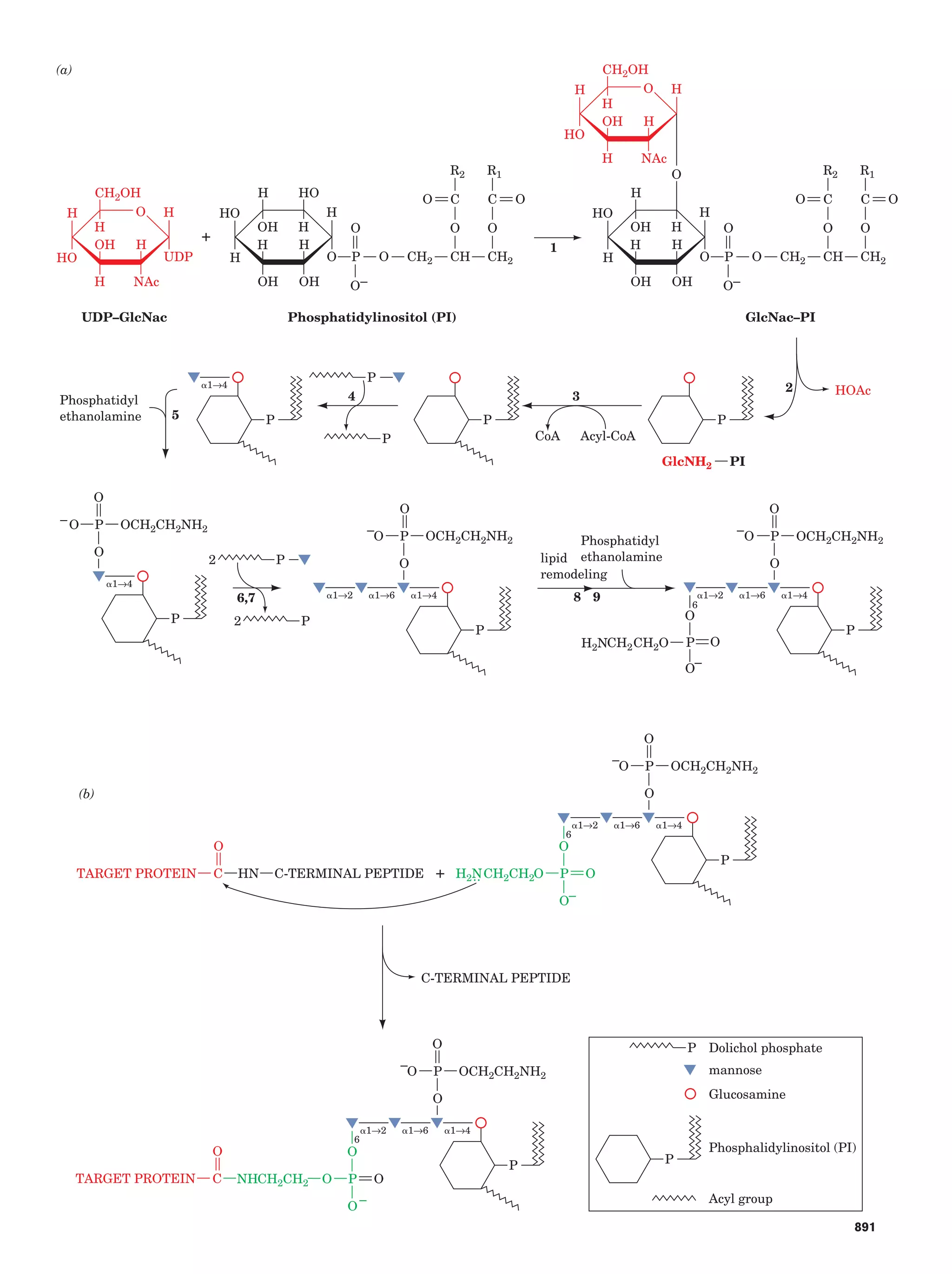 Biochemistry.4th.edition