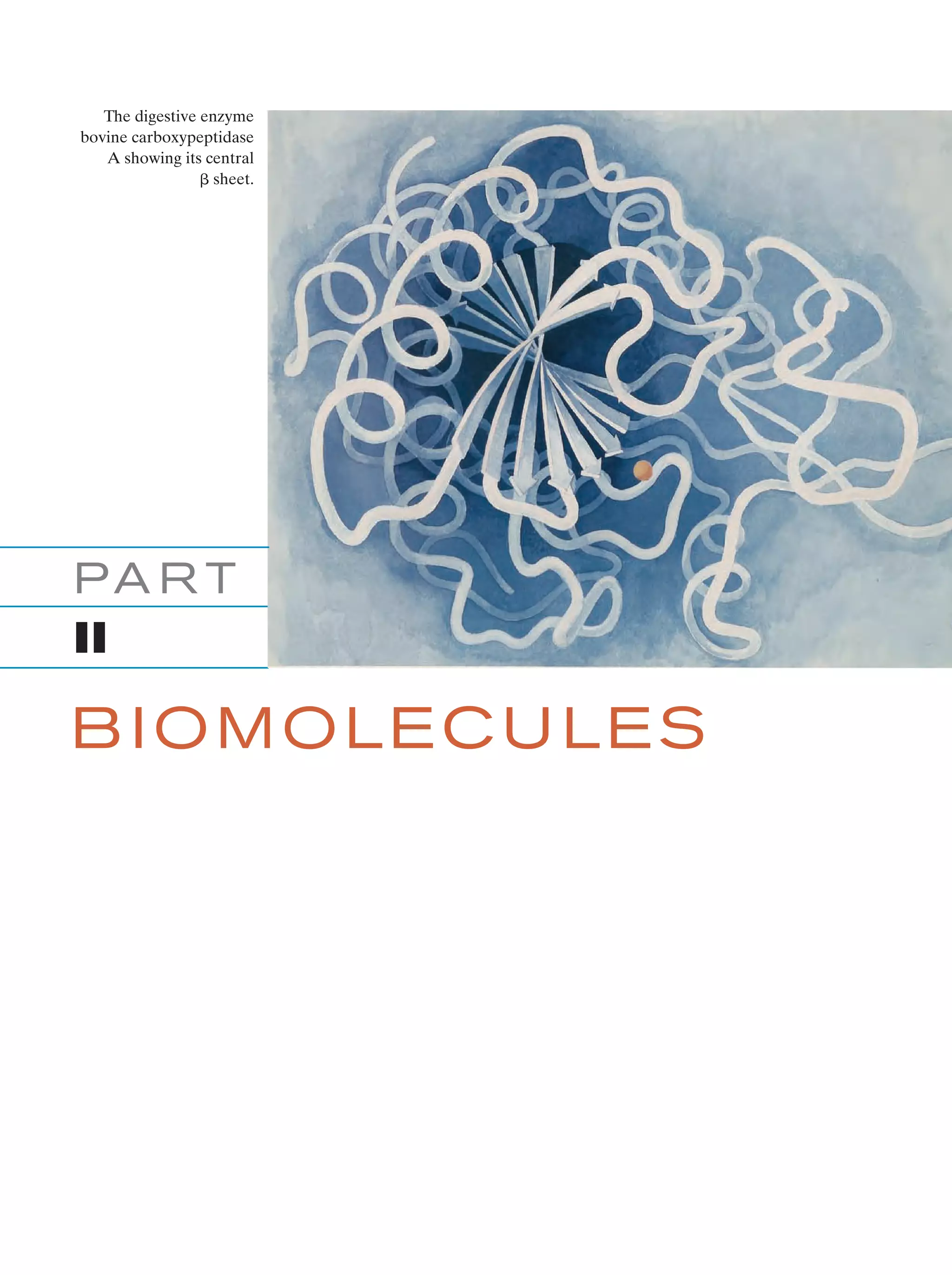 The digestive enzyme
bovine carboxypeptidase
A showing its central
␤ sheet.

PA R T
II

BIOMOLECULES

 