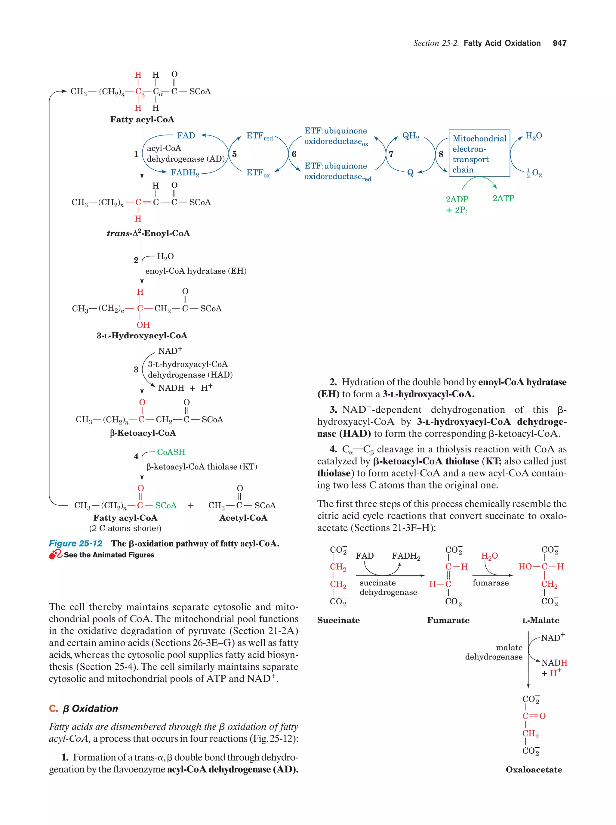 Biochemistry.4th.edition