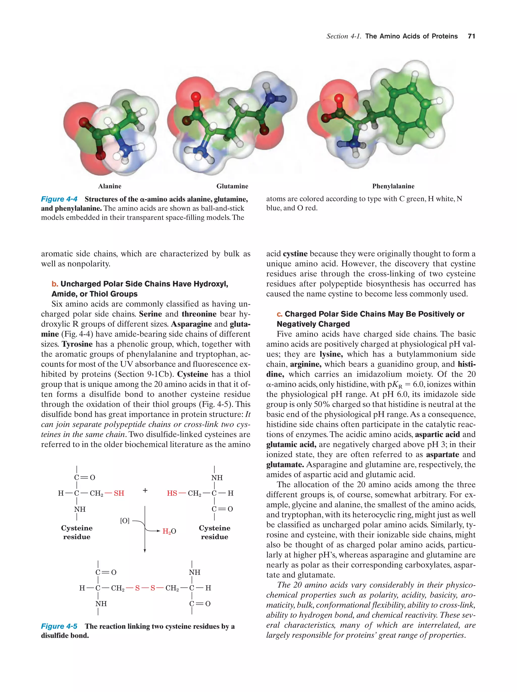 Section 4-1. The Amino Acids of Proteins

Alanine

Glutamine

71

Phenylalanine

Figure 4-4 Structures of the ␣-amino acids alanine, glutamine,
and phenylalanine. The amino acids are shown as ball-and-stick
models embedded in their transparent space-filling models. The

atoms are colored according to type with C green, H white, N
blue, and O red.

aromatic side chains, which are characterized by bulk as
well as nonpolarity.

acid cystine because they were originally thought to form a
unique amino acid. However, the discovery that cystine
residues arise through the cross-linking of two cysteine
residues after polypeptide biosynthesis has occurred has
caused the name cystine to become less commonly used.

b. Uncharged Polar Side Chains Have Hydroxyl,
Amide, or Thiol Groups

Six amino acids are commonly classified as having uncharged polar side chains. Serine and threonine bear hydroxylic R groups of different sizes. Asparagine and glutamine (Fig. 4-4) have amide-bearing side chains of different
sizes. Tyrosine has a phenolic group, which, together with
the aromatic groups of phenylalanine and tryptophan, accounts for most of the UV absorbance and fluorescence exhibited by proteins (Section 9-1Cb). Cysteine has a thiol
group that is unique among the 20 amino acids in that it often forms a disulfide bond to another cysteine residue
through the oxidation of their thiol groups (Fig. 4-5). This
disulfide bond has great importance in protein structure: It
can join separate polypeptide chains or cross-link two cysteines in the same chain. Two disulfide-linked cysteines are
referred to in the older biochemical literature as the amino

C
H

O

C

NH

+

SH

HS

C

CH2

NH
[O]

Cysteine
residue

H

O

C

CH2

NH

O

Cysteine
residue

H 2O

C

H

C

CH2

NH
S

S

CH2

C

H

C

O

Figure 4-5 The reaction linking two cysteine residues by a
disulfide bond.

c. Charged Polar Side Chains May Be Positively or
Negatively Charged

Five amino acids have charged side chains. The basic
amino acids are positively charged at physiological pH values; they are lysine, which has a butylammonium side
chain, arginine, which bears a guanidino group, and histidine, which carries an imidazolium moiety. Of the 20
␣-amino acids, only histidine, with pKR ϭ 6.0, ionizes within
the physiological pH range. At pH 6.0, its imidazole side
group is only 50% charged so that histidine is neutral at the
basic end of the physiological pH range. As a consequence,
histidine side chains often participate in the catalytic reactions of enzymes. The acidic amino acids, aspartic acid and
glutamic acid, are negatively charged above pH 3; in their
ionized state, they are often referred to as aspartate and
glutamate. Asparagine and glutamine are, respectively, the
amides of aspartic acid and glutamic acid.
The allocation of the 20 amino acids among the three
different groups is, of course, somewhat arbitrary. For example, glycine and alanine, the smallest of the amino acids,
and tryptophan, with its heterocyclic ring, might just as well
be classified as uncharged polar amino acids. Similarly, tyrosine and cysteine, with their ionizable side chains, might
also be thought of as charged polar amino acids, particularly at higher pH’s, whereas asparagine and glutamine are
nearly as polar as their corresponding carboxylates, aspartate and glutamate.
The 20 amino acids vary considerably in their physicochemical properties such as polarity, acidity, basicity, aromaticity, bulk, conformational flexibility, ability to cross-link,
ability to hydrogen bond, and chemical reactivity. These several characteristics, many of which are interrelated, are
largely responsible for proteins’ great range of properties.

 