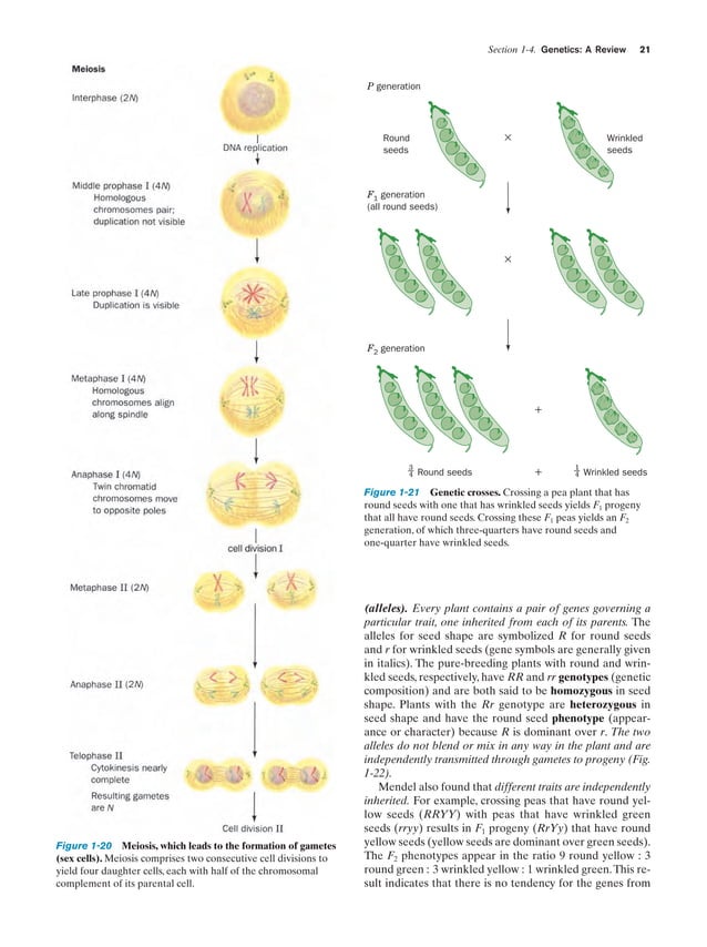 biochemistry-4th-edition-pdf