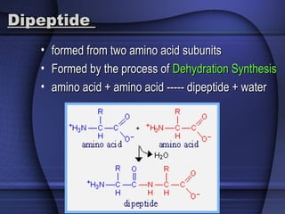 DipeptideDipeptide
• formed from two amino acid subunitsformed from two amino acid subunits
• Formed by the process ofFormed by the process of Dehydration SynthesisDehydration Synthesis
• amino acid + amino acid ----- dipeptide + wateramino acid + amino acid ----- dipeptide + water
 