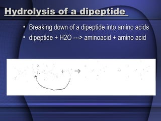 Hydrolysis of a dipeptideHydrolysis of a dipeptide
• Breaking down of a dipeptide into amino acidsBreaking down of a dipeptide into amino acids
• dipeptide + H2O ---> aminoacid + amino aciddipeptide + H2O ---> aminoacid + amino acid
 