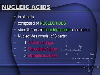 NUCLEIC ACIDSNUCLEIC ACIDS
• in all cellsin all cells
• composed ofcomposed of NUCLEOTIDESNUCLEOTIDES
• store & transmitstore & transmit heredity/geneticheredity/genetic informationinformation
• Nucleotides consist of 3 parts:Nucleotides consist of 3 parts:
• 1.1. 5-Carbon Sugar5-Carbon Sugar
• 2.2. Phosphate GroupPhosphate Group
• 3.3. Nitrogenous BaseNitrogenous Base
 