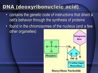 DNA (deoxyribonucleic acid)DNA (deoxyribonucleic acid)
• contains the genetic code of instructions that direct acontains the genetic code of instructions that direct a
cell's behavior through the synthesis of proteinscell's behavior through the synthesis of proteins
• found in the chromosomes of the nucleus (and a fewfound in the chromosomes of the nucleus (and a few
other organelles)other organelles)
 