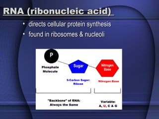 RNA (ribonucleic acid)RNA (ribonucleic acid)
• directs cellular protein synthesisdirects cellular protein synthesis
• found in ribosomes & nucleolifound in ribosomes & nucleoli
 
