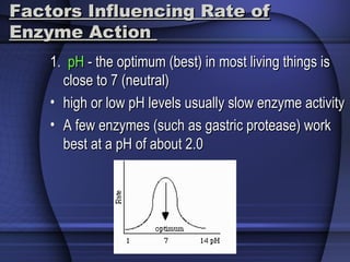 Factors Influencing Rate ofFactors Influencing Rate of
Enzyme ActionEnzyme Action
1.1. pHpH - the optimum (best) in most living things is- the optimum (best) in most living things is
close to 7 (neutral)close to 7 (neutral)
• high or low pH levels usually slow enzyme activityhigh or low pH levels usually slow enzyme activity
• A few enzymes (such as gastric protease) workA few enzymes (such as gastric protease) work
best at a pH of about 2.0best at a pH of about 2.0
 