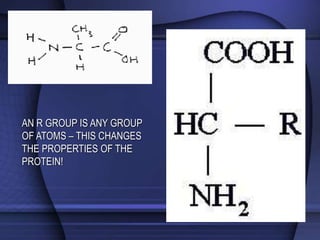 AN R GROUP IS ANY GROUP 
OF ATOMS – THIS CHANGES 
THE PROPERTIES OF THE 
PROTEIN! 
 