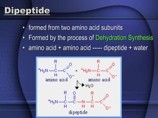 Dipeptide 
• formed from two amino acid subunits 
• Formed by the process of Dehydration Synthesis 
• amino acid + amino acid ----- dipeptide + water 
 