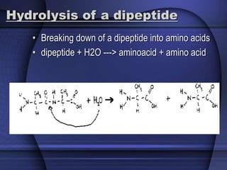 Hydrolysis of a dipeptide 
• Breaking down of a dipeptide into amino acids 
• dipeptide + H2O ---> aminoacid + amino acid 
 