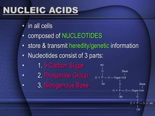 NUCLEIC ACIDS 
• in all cells 
• composed of NUCLEOTIDES 
• store & transmit heredity/genetic information 
• Nucleotides consist of 3 parts: 
• 1. 5-Carbon Sugar 
• 2. Phosphate Group 
• 3. Nitrogenous Base 
 