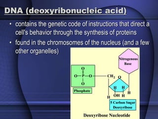 DNA (deoxyribonucleic acid) 
• contains the genetic code of instructions that direct a 
cell's behavior through the synthesis of proteins 
• found in the chromosomes of the nucleus (and a few 
other organelles) 
 