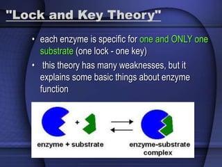 "Lock and Key Theory" 
• each enzyme is specific for one and ONLY one 
substrate (one lock - one key) 
• this theory has many weaknesses, but it 
explains some basic things about enzyme 
function 
 