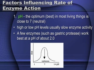 Factors Influencing Rate of 
Enzyme Action 
1. pH - the optimum (best) in most living things is 
close to 7 (neutral) 
• high or low pH levels usually slow enzyme activity 
• A few enzymes (such as gastric protease) work 
best at a pH of about 2.0 
 