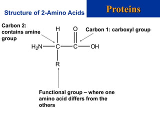Structure of 2-Amino Acids Proteins
H2N C C
R
OH
OH Carbon 1: carboxyl group
Carbon 2:
contains amine
group
Functional group – where one
amino acid differs from the
others
 