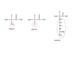 H2N C C
CH3
OH
OH
alanine
H2N C C
H
OH
OH
glycine
H2N C C
CH2
OH
O
CH2
CH2
NH
C
NH2
NH
arginine
H
 