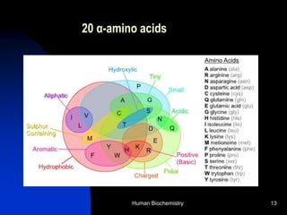 Human Biochemistry 13
20 α-amino acids
 