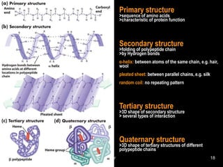 Jan 3, 2010 Human Biochemistry 18
Primary structure
>sequence of amino acids
>characteristic of protein function
Secondary structure
>folding of polypeptide chain
>by Hydrogen bonds
α-helix: between atoms of the same chain, e.g. hair,
wool
pleated sheet: between parallel chains, e.g. silk
random coil: no repeating pattern
Tertiary structure
>3D shape of secondary structure
> several types of interaction
Quaternary structure
>3D shape of tertiary structures of different
polypeptide chains
 