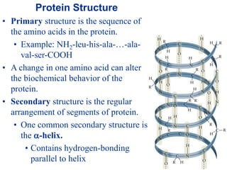 Protein Structure
• Primary structure is the sequence of
the amino acids in the protein.
• Example: NH2-leu-his-ala-…-ala-
val-ser-COOH
• A change in one amino acid can alter
the biochemical behavior of the
protein.
• Secondary structure is the regular
arrangement of segments of protein.
• One common secondary structure is
the -helix.
• Contains hydrogen-bonding
parallel to helix
 