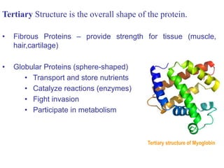 Tertiary Structure is the overall shape of the protein.
• Fibrous Proteins – provide strength for tissue (muscle,
hair,cartilage)
• Globular Proteins (sphere-shaped)
• Transport and store nutrients
• Catalyze reactions (enzymes)
• Fight invasion
• Participate in metabolism
Tertiary structure of Myoglobin
 