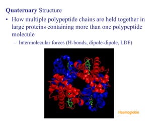 Quaternary Structure
• How multiple polypeptide chains are held together in
large proteins containing more than one polypeptide
molecule
– Intermolecular forces (H-bonds, dipole-dipole, LDF)
Haemoglobin
 