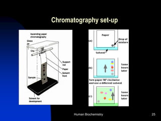 Human Biochemistry 25
Chromatography set-up
 