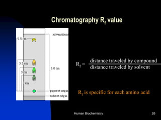 Human Biochemistry 26
Chromatography Rf value
distance traveled by compound
distance traveled by solvent
Rf =
Rf is specific for each amino acid
 