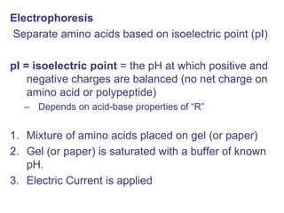 Electrophoresis
Separate amino acids based on isoelectric point (pI)
pI = isoelectric point = the pH at which positive and
negative charges are balanced (no net charge on
amino acid or polypeptide)
– Depends on acid-base properties of “R”
1. Mixture of amino acids placed on gel (or paper)
2. Gel (or paper) is saturated with a buffer of known
pH.
3. Electric Current is applied
 