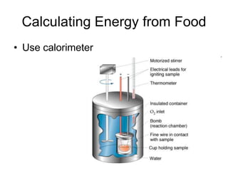 Calculating Energy from Food
• Use calorimeter
 