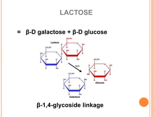 LACTOSE
= β-D galactose + β-D glucose
β-1,4-glycoside linkage
 