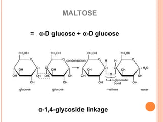 MALTOSE
= α-D glucose + α-D glucose
α-1,4-glycoside linkage
 