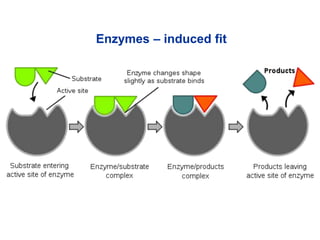 Enzymes – induced fit
 