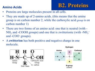 Amino Acids
• Proteins are large molecules present in all cells.
• They are made up of 2-amino acids. (this means that the amine
group is on carbon number 2, while the carboxylic acid group is on
carbon number 1)
• There are two forms of an amino acid: one that is neutral (with -
NH2 and -COOH groups) and one that is zwitterionic (with -NH3
+
and -COO- groups).
• A zwitterion has both positive and negative charge in one
molecule.
B2. Proteins
 