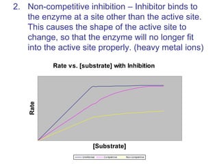 2. Non-competitive inhibition – Inhibitor binds to
the enzyme at a site other than the active site.
This causes the shape of the active site to
change, so that the enzyme will no longer fit
into the active site properly. (heavy metal ions)
Rate vs. [substrate] with Inhibition
[Substrate]
Rate
Uninhibited Competitive Non-competitive
 