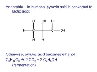 Anaerobic – In humans, pyruvic acid is converted to
lactic acid:
Otherwise, pyruvic acid becomes ethanol:
C6H12O6  2 CO2 + 2 C2H5OH
(fermentation)
H C
H
H
OH
H
C
O
OH
 