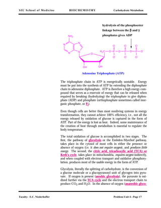SIU School of Medicine BIOCHEMISTRY Carbohydrate Metabolism
Faculty: E.C. Niederhoffer Problem Unit 4 - Page 17
The triphosphate chain in ATP is energetically unstable. Energy
must be put into the synthesis of ATP by extending the diphosphate
chain in adenosine diphosphate. ATP is therefore a high energy com-
pound that serves as a reservoir of energy that can be released when
required by breaking (hydrolyzing) the triphosphate to give diphos-
phate (ADP) and phosphate (orthophosphate sometimes called inor-
ganic phosphate, or Pi).
Even though cells are better than most nonliving systems in energy
transformation, they cannot achieve 100% efﬁciency, i.e., not all the
energy released by oxidation of glucose is captured in the form of
ATP. Part of the energy is lost as heat. Indeed, some maintenance of
the creation of heat through metabolism is essential to regulate the
body temperature.
The total oxidation of glucose is accomplished in two stages. The
ﬁrst, the pathway of glycolysis or the Embden-Myerhof pathway,
takes place in the cytosol of most cells in either the presence or
absence of oxygen (i.e. it does not require oxygen), and produces little
energy. The second, the citric acid, tricarboxylic acid (TCA) or
Kreb's cycle, takes place in mitochondria, requires oxygen indirectly,
and when coupled with electron transport and oxidative phosphory-
lation, produces most of the usable energy in the form of ATP.
Glycolysis, literally the splitting of carbohydrate, is the conversion of
a glucose molecule or a glucopyranosyl unit of glycogen into pyru-
vate. If oxygen is present (aerobic glycolysis), the pyruvate is oxi-
dized further via the TCA cycle and the electron transport chain to
produce CO2 and H2O. In the absence of oxygen (anaerobic glyco-
H2C
OH OH
O
N
N N
N
NH2
O P O P O P O
-
O O O
O
-
O
-
O
-
Adenosine Triphosphate (ATP)
hydrolysis of the phosphoester
linkage between the ββββ and γγγγ
phosphates gives ADP
 