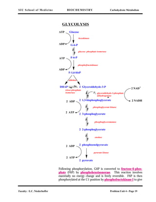 SIU School of Medicine BIOCHEMISTRY Carbohydrate Metabolism
Faculty: E.C. Niederhoffer Problem Unit 4 - Page 19
Following phosphorylation, G6P is converted to fructose-6-phos-
phate (F6P) by phosphohexoisomerase. This reaction involves
essentially no energy change and is freely reversible. F6P is then
phosphorylated at the C1 position by phosphofructokinase I to give
Glucose
G-6-P
F-6-P
F-1,6-bisP
DHAP 2 Glyceraldehyde-3-P
2 1,3-bisphosphoglycerate
2 3-phosphoglycerate
2 2-phosphoglycerate
2 phosphoenolpyruvate
2 pyruvate
Pi
ATP
ADP
ATP
2 ATP
2 ATP
ADP
2 ADP
2 ADP
2 NAD+
2 NADH
GLYCOLYSIS
hexokinase
glucose phosphate isomerase
phosphofructokinase
aldolase
triose phosphate
isomerase glyceraldehyde-3-phosphate
dehydrogenase
phosphoglycerate kinase
phosphoglyceromutase
enolase
pyruvate kinase
 