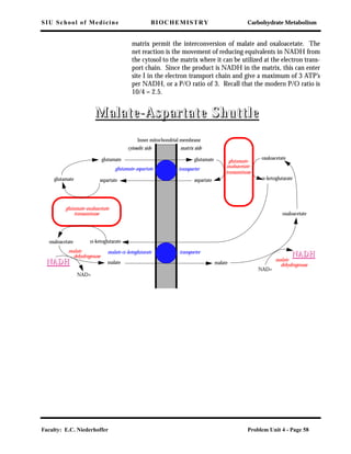 SIU School of Medicine BIOCHEMISTRY Carbohydrate Metabolism
Faculty: E.C. Niederhoffer Problem Unit 4 - Page 58
matrix permit the interconversion of malate and oxaloacetate. The
net reaction is the movement of reducing equivalents in NADH from
the cytosol to the matrix where it can be utilized at the electron trans-
port chain. Since the product is NADH in the matrix, this can enter
site I in the electron transport chain and give a maximum of 3 ATP’s
per NADH, or a P/O ratio of 3. Recall that the modern P/O ratio is
10/4 = 2.5.
glutamate glutamate
aspartateaspartate
oxaloacetate
α-ketoglutarate
malatemalate
oxaloacetate
α-ketoglutarateoxaloacetate
NNAADDHH
NAD+
glutamate-oxaloacetate
transaminase
glutamate
NAD+
glutamate-
oxaloacetate
transaminase
Inner mitochondrial membrane
malate
dehydrogenase
malate
dehydrogenase
cytosolic side matrix side
glutamate-aspartate transporter
malate-α-ketoglutarate transporter
NNAADDHH
MMaallaattee--AAssppaarrttaattee SShhuuttttllee
 
