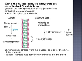 Within the mucosal cells, triacylglycerols are
resynthesized (the details are
given in the part Synthesis of triacylglycerols) and
embodied into chylomicrons
- a class of lipoprotein particles.
Chylomicrons secreted from the mucosal cells enter the chyle
of the lymphatic
lacteals. Thoracic duct delivers chylomicrons into the blood.
 