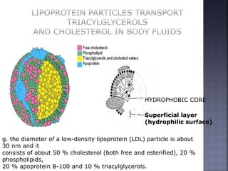 HYDROPHOBIC CORE
Superficial layer
(hydrophilic surface)
g. the diameter of a low-density lipoprotein (LDL) particle is about
30 nm and it
consists of about 50 % cholesterol (both free and esterified), 20 %
phospholipids,
20 % apoprotein B-100 and 10 % triacylglycerols.
 