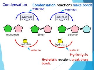 Condensation reactions make bonds.
Hydrolysis reactions break these
bonds.
 