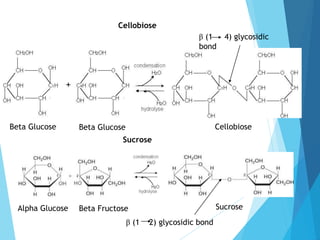 Cellobiose
Beta Glucose Beta Glucose Cellobiose
β (1 4) glycosidic
bond
Sucrose
Alpha Glucose Beta Fructose Sucrose
β (1 2) glycosidic bond
 