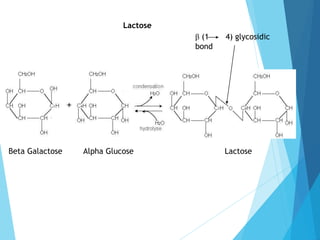 Lactose
Beta Galactose Alpha Glucose Lactose
β (1 4) glycosidic
bond
 