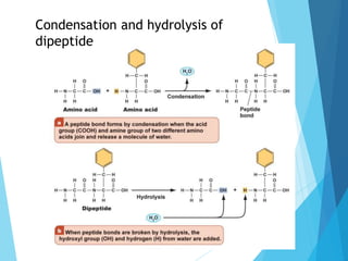 Condensation and hydrolysis of
dipeptide
 