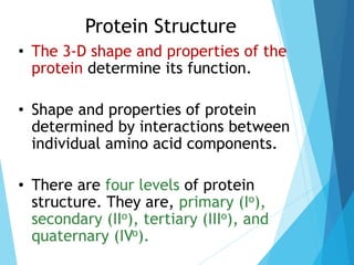 Protein Structure
• The 3-D shape and properties of the
protein determine its function.
• Shape and properties of protein
determined by interactions between
individual amino acid components.
• There are four levels of protein
structure. They are, primary (Io),
secondary (IIo), tertiary (IIIo), and
quaternary (IVo).
 