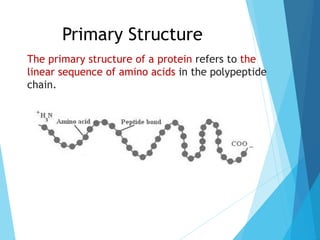 Primary Structure
The primary structure of a protein refers to the
linear sequence of amino acids in the polypeptide
chain.
 